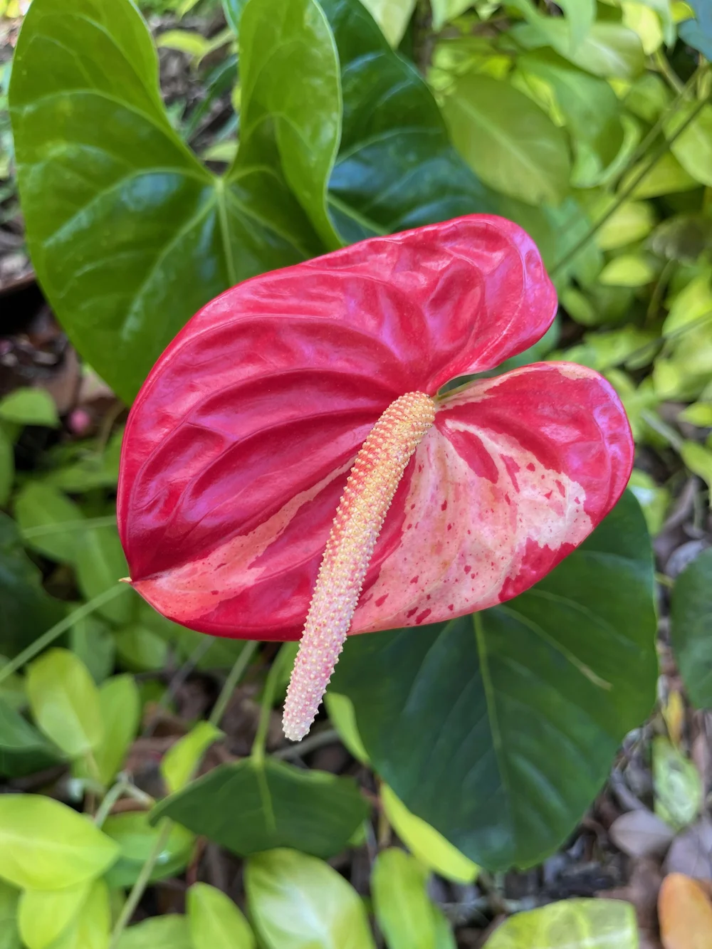 その他 1980s Taro & Anthurium Tropical Carving 🌺 Tropical vibes in full bloom! Bold Birds of Paradise, striking